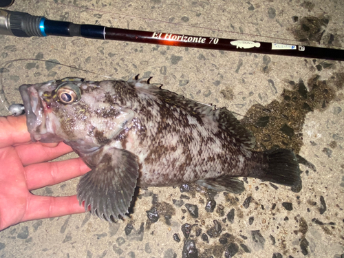 ムラソイの釣果