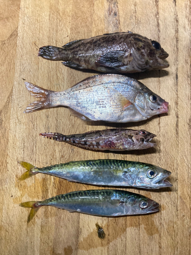 メバルの釣果