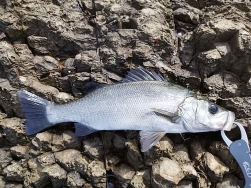 フッコ（ヒラスズキ）の釣果