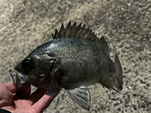 クロメバルの釣果