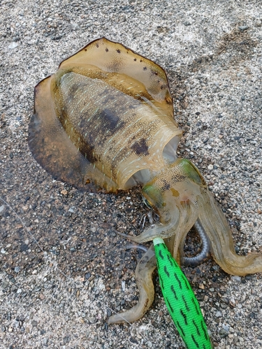 アオリイカの釣果