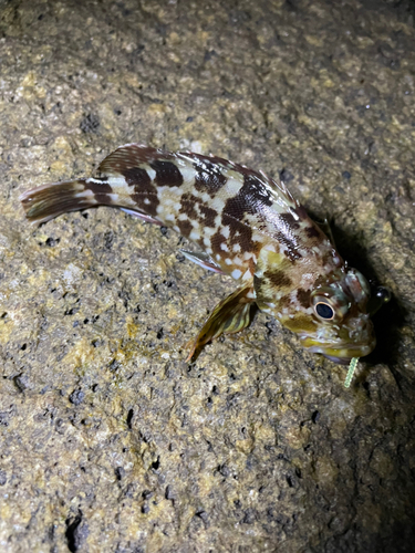 カサゴの釣果