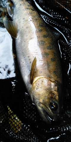 ヤマメの釣果