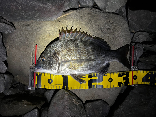 クロダイの釣果