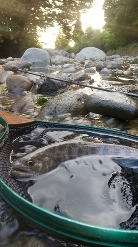 ヤマメの釣果