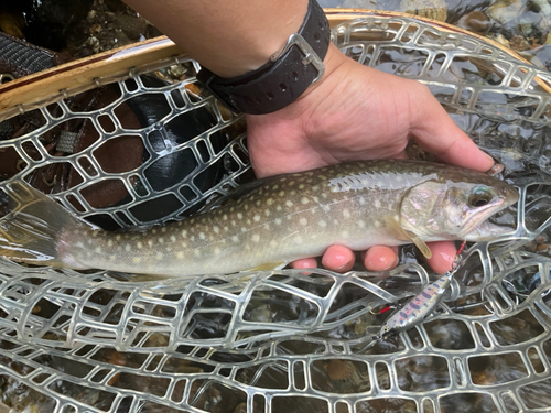 イワナの釣果