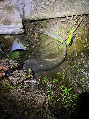 ナマズの釣果