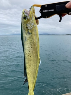 シイラの釣果