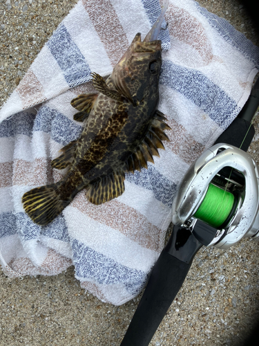 タケノコメバルの釣果