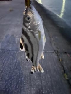 クワガナーの釣果