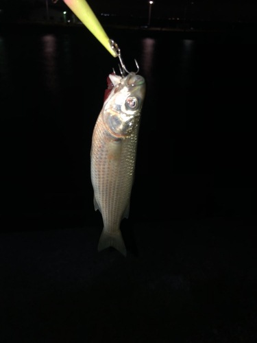 コノシロの釣果