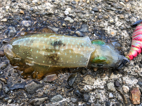 アオリイカの釣果