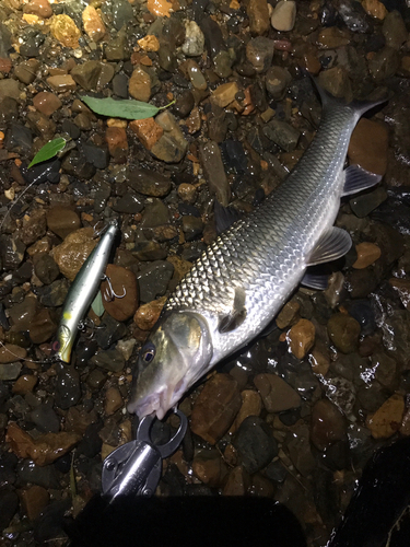 ニゴイの釣果