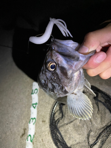 クロソイの釣果