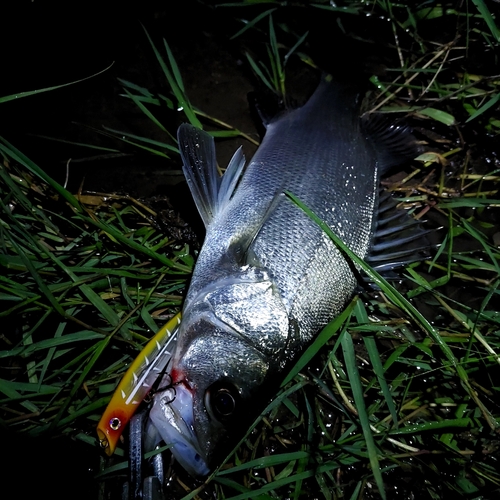 スズキの釣果