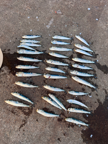 イワシの釣果