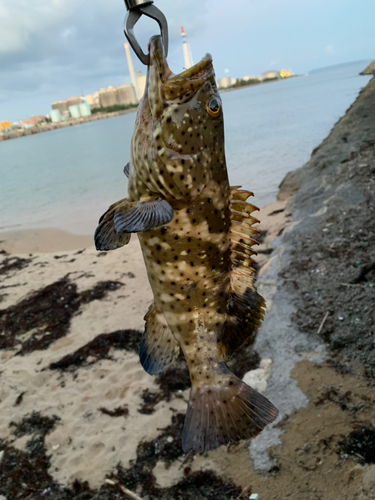 ヤイトハタの釣果