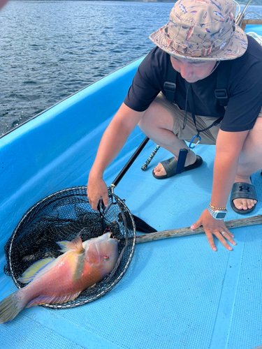 イラの釣果