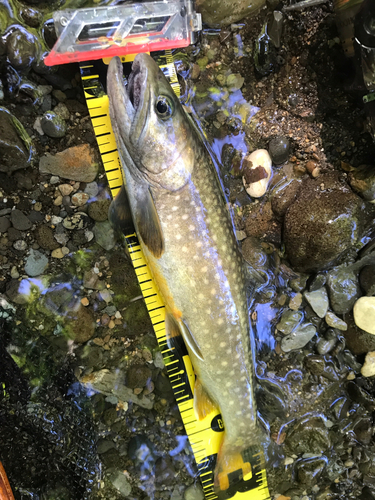 イワナの釣果