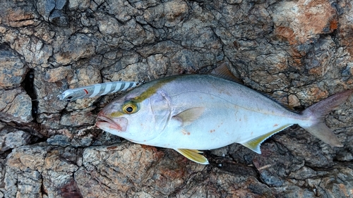 シオの釣果