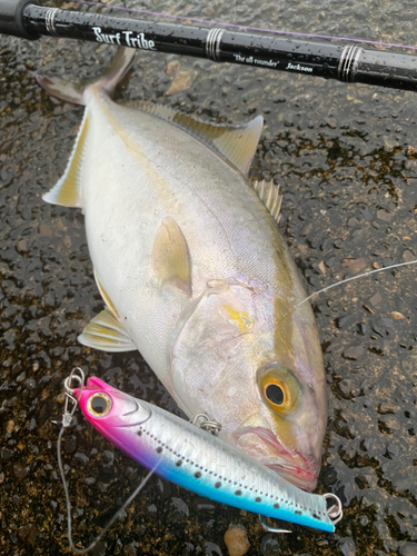 カンパチの釣果