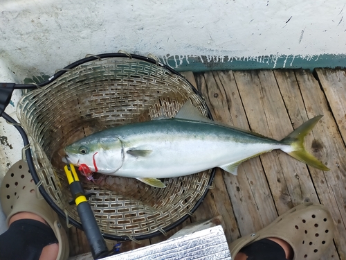 ワラサの釣果