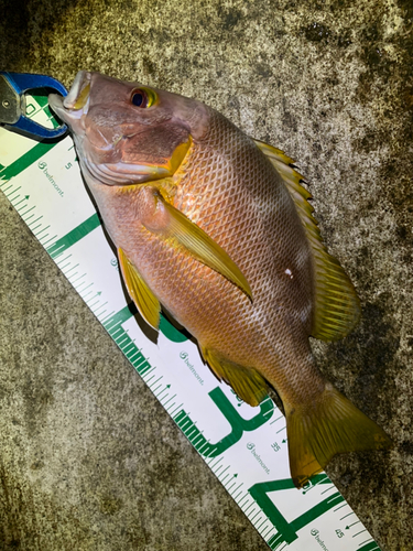 シブダイの釣果