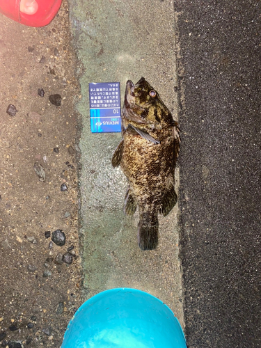 クロソイの釣果