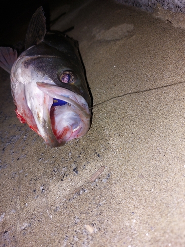 フッコ（マルスズキ）の釣果