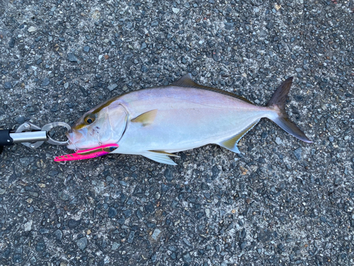 シオの釣果