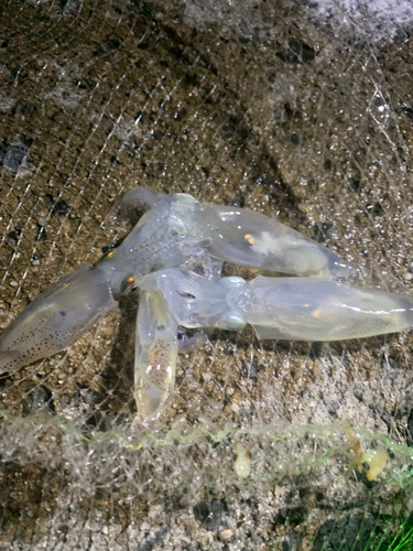 ベイカの釣果