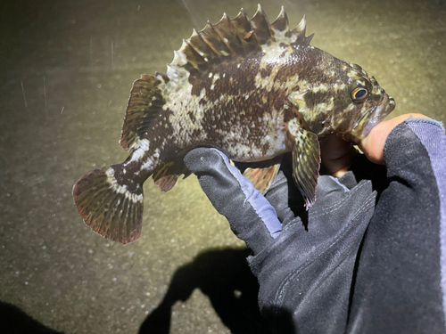 ムラソイの釣果