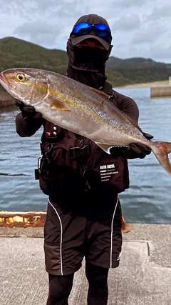 カンパチの釣果