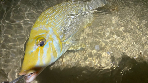 タマンの釣果