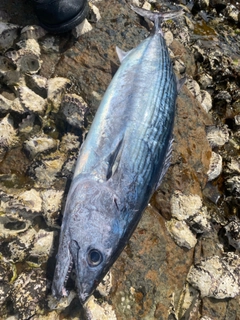 ハガツオの釣果