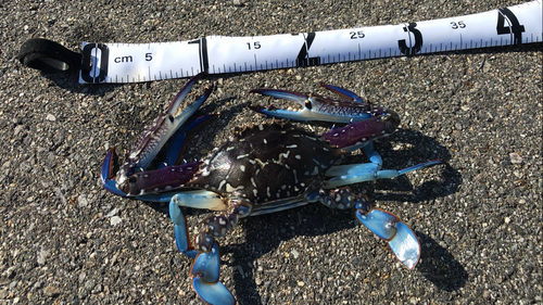 タイワンガザミの釣果