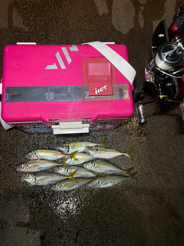 アジの釣果