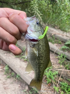 ブラックバスの釣果