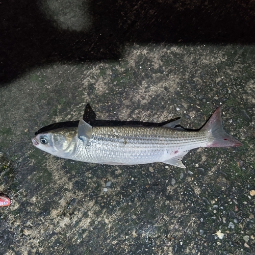 ボラの釣果