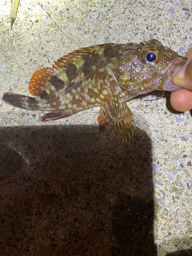 カサゴの釣果