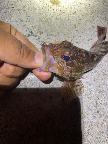 カサゴの釣果