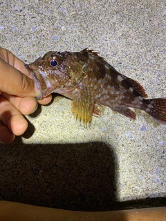 カサゴの釣果