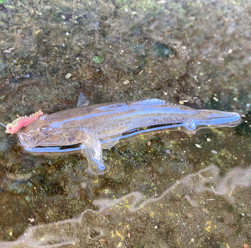 マハゼの釣果