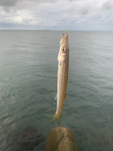 カマスの釣果