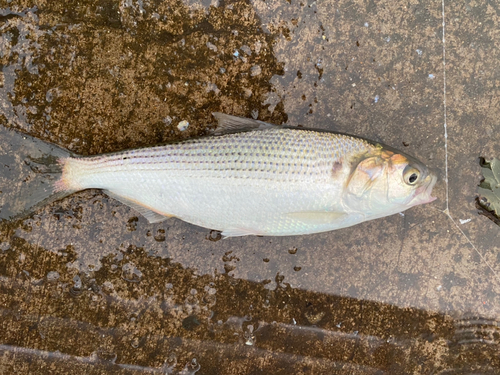 コノシロの釣果