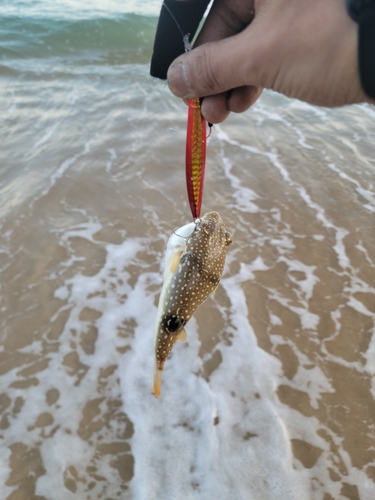 クサフグの釣果