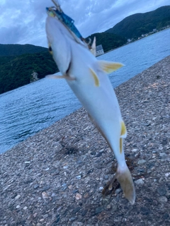 カマスの釣果