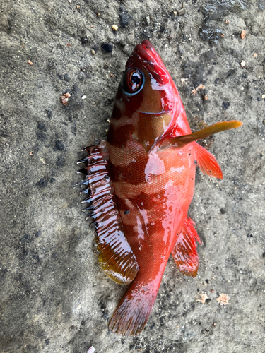 アカハタの釣果