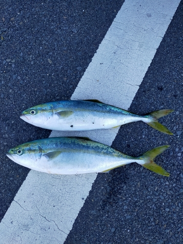 ツバスの釣果