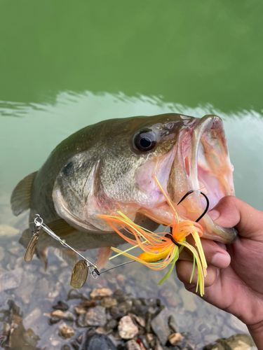 ブラックバスの釣果